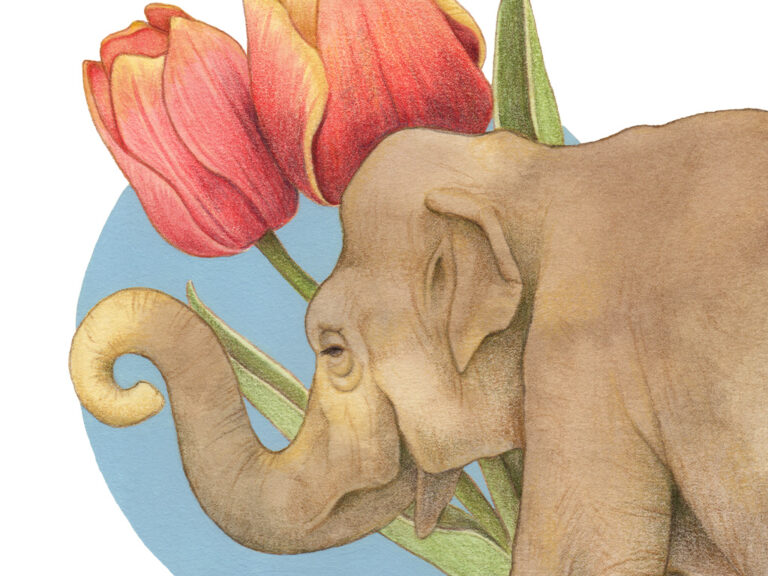 illustration of elephant and tulip